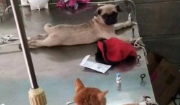 巴哥爆料典藏视频下载,揭秘热门事件幕后真相